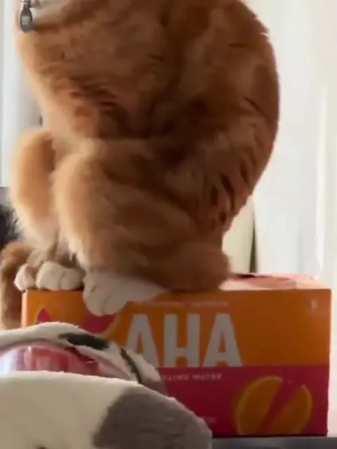 Кот уверенно сидит на коробке