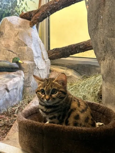 Котик в своём вольере