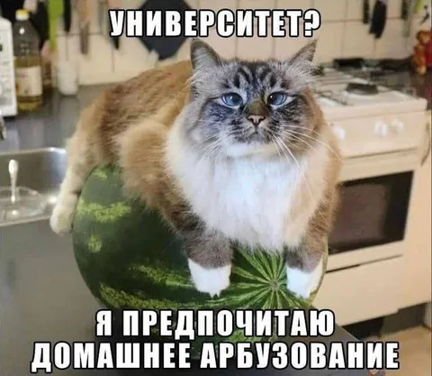 Кот предпочитает домашнее арбузование