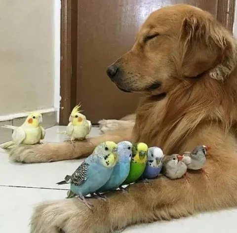 Собака и птичий совет
