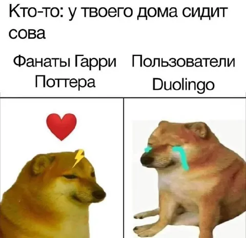 Сова у дома: фанаты и Duolingo