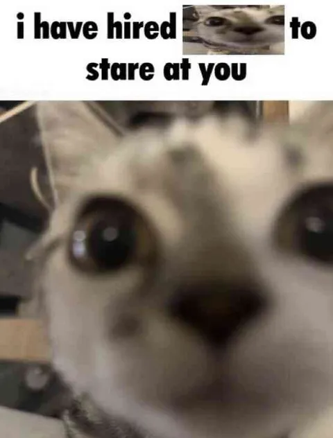 I Have Hired It to Stare