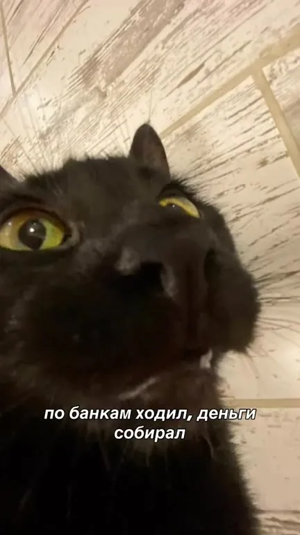 Кот объясняет проблемы с банком