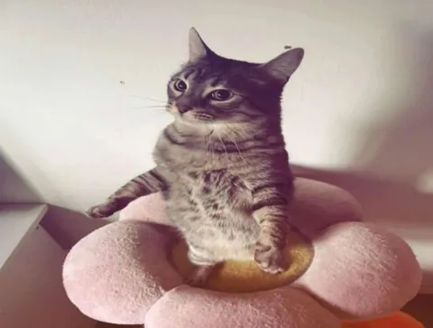 Кот на цветочной подушке