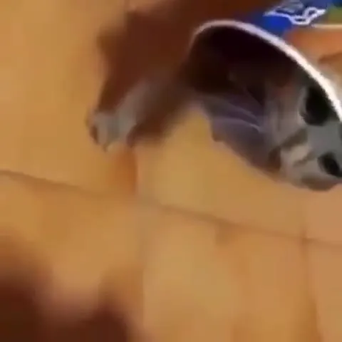 Кот катается в банке