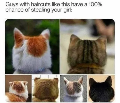 Cats With Suspicious Haircuts