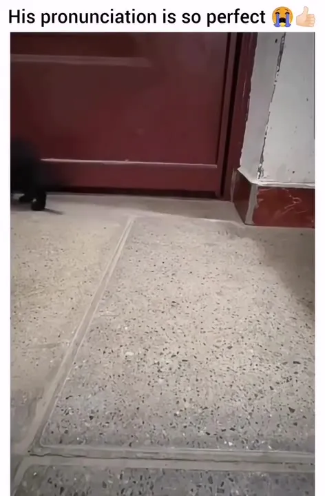 Perfectly Pronounced Meow