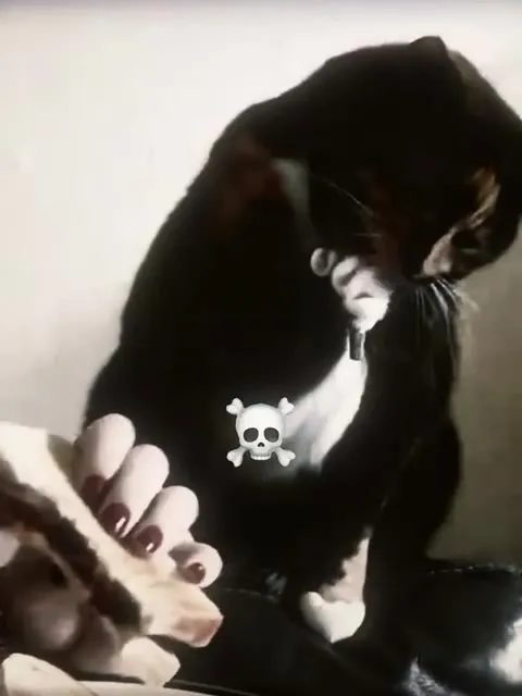 Коты под мрачную музыку