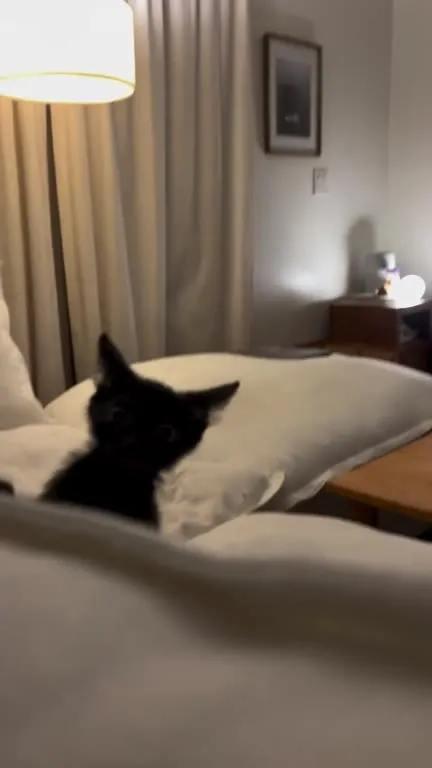 My Sleep Paralysis Demon Is a Kitten