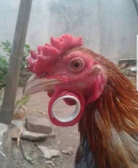 Курица с кольцом в клюве