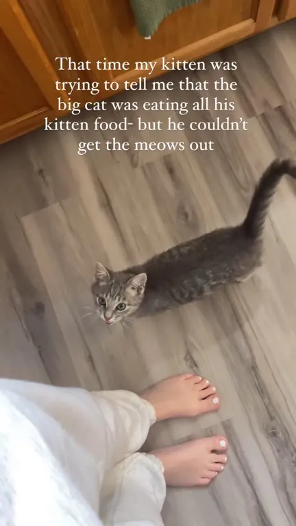 Kitten Reports the Food Thief