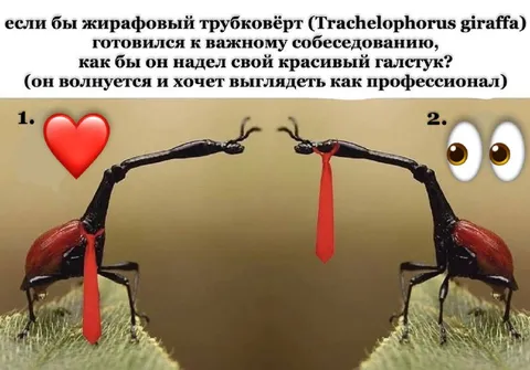 Как трубковёрт надевает галстук