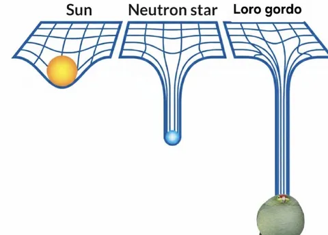 Fat Parrot Warps Spacetime