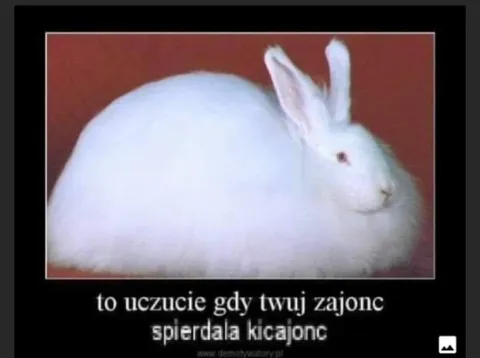 Zajonc spierdala kicajonc