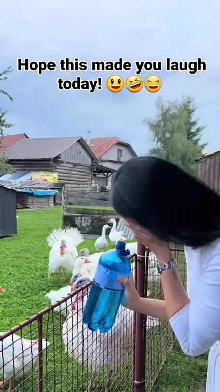 Woman Laughs at Gobbling Birds
