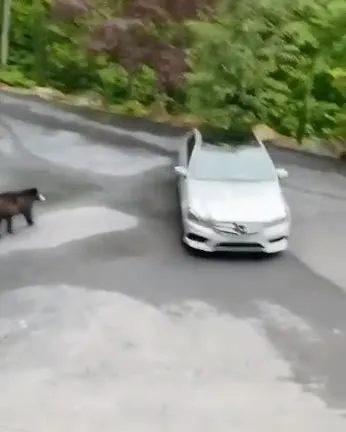 Медведь открывает Mercedes