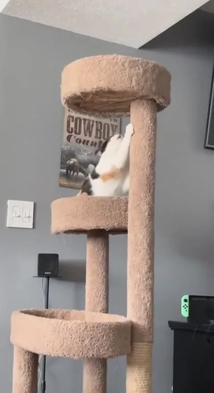 Кот покоряет кошачий домик