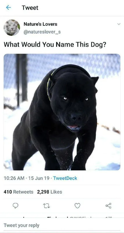 What Would You Name This Dog?