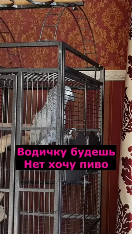 Попугай хочет пиво