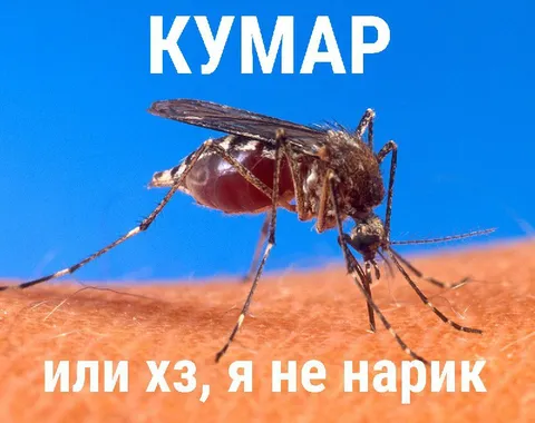 Кумар или я не нарик