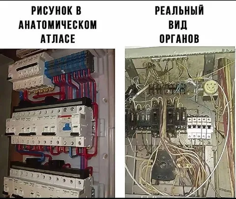 Анатомический атлас и реальная проводка