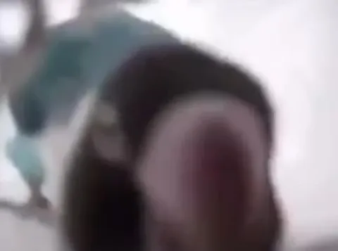 Птичка проваливается в дыру