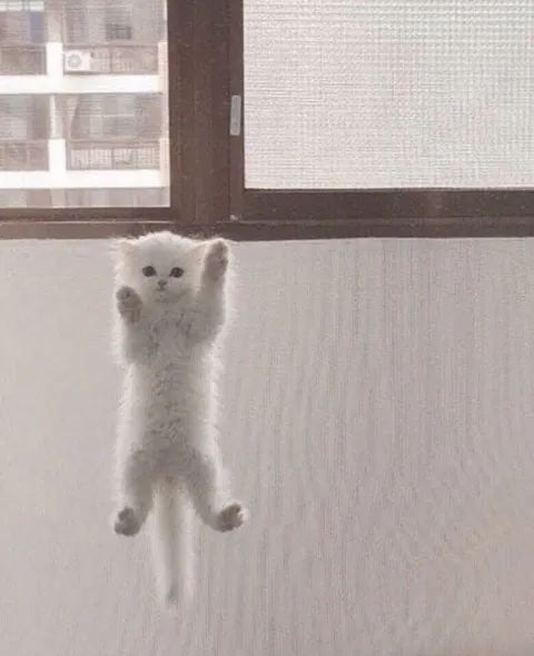 Котёнок у окна