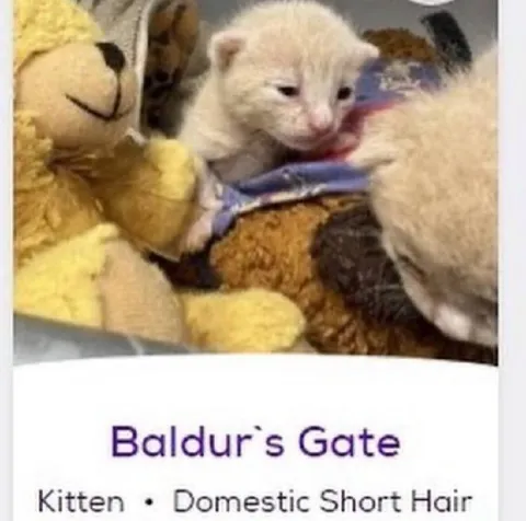Baldur's Gate Kitten