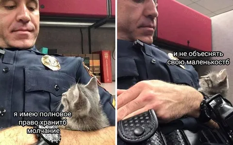 Котёнок хранит молчание