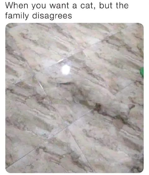 Family Says No to Cat