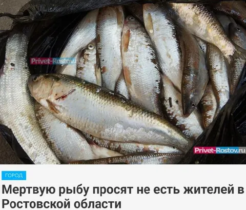 Мертвую рыбу просят не есть