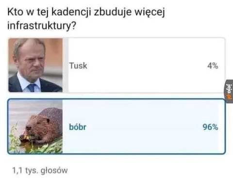Bóbr wygrał wybory infrastrukturalne