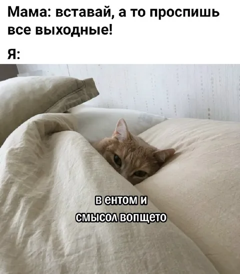 Кот не понимает смысл выходных