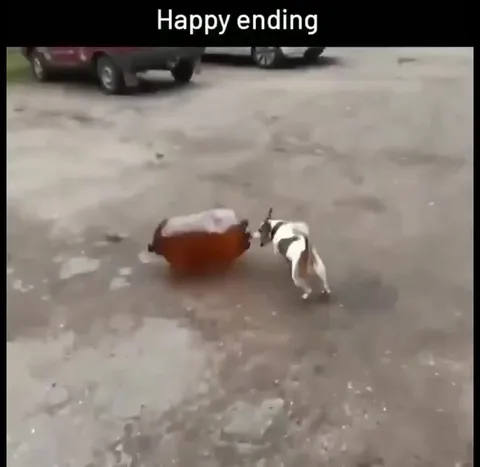 Dog Finds a Happy Ending