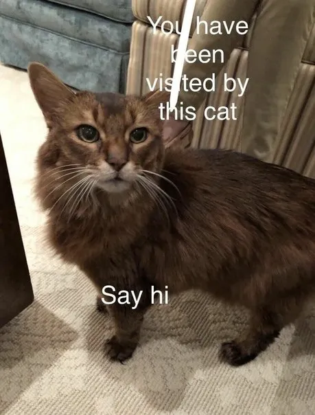 You Have Been Visited by This Cat