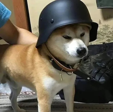 Собака в военной каске
