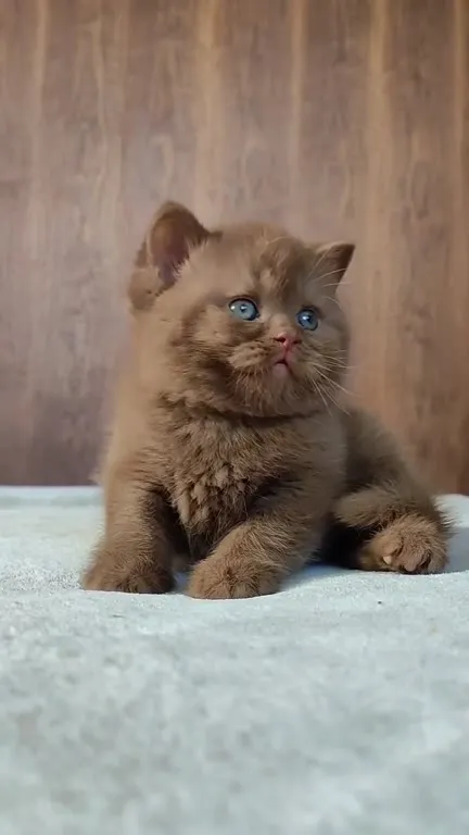Милый котёнок смотрит в камеру