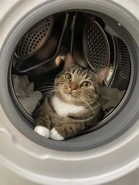 Кот в стиральной машине