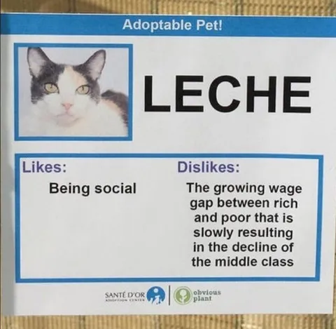 Leche the Adoptable Pet