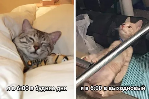 Кот в будни и выходные
