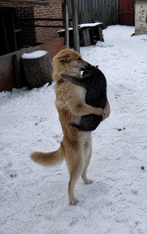 Собака обнимает кота