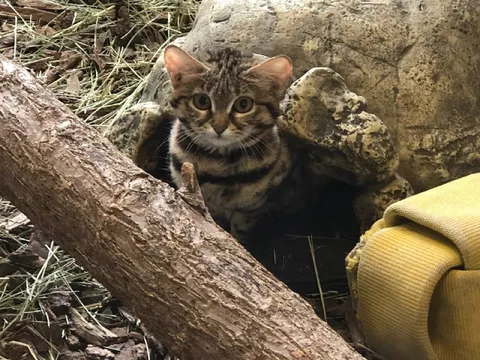 Котёнок прячется в укрытии