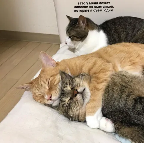 Кот и чипсеки со сметанкой
