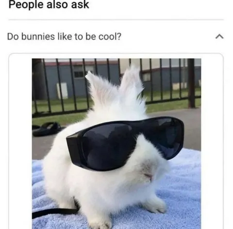 Cool Bunny in Sunglasses
