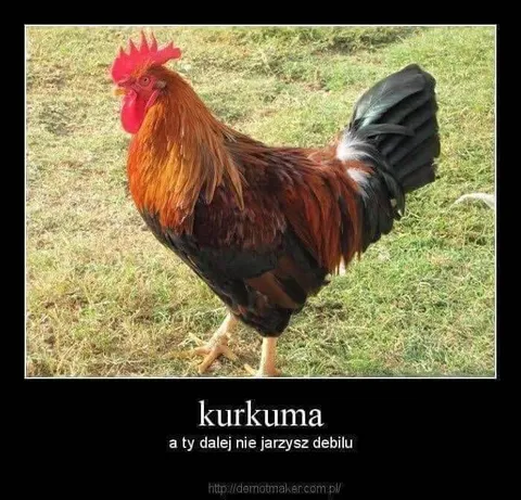 Kurkuma, a ty dalej nie jarzysz