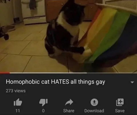 Homophobic Cat Hates Rainbow