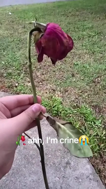 Crying Over a Withered Rose