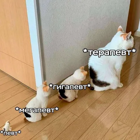 Коты разных уровней терапии