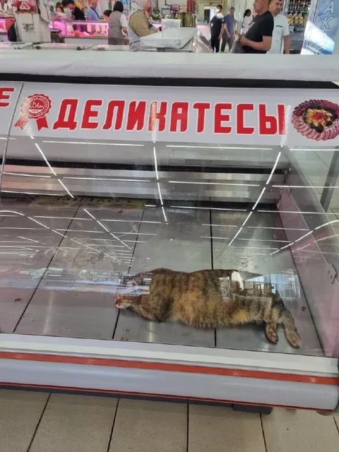 Кот среди деликатесов