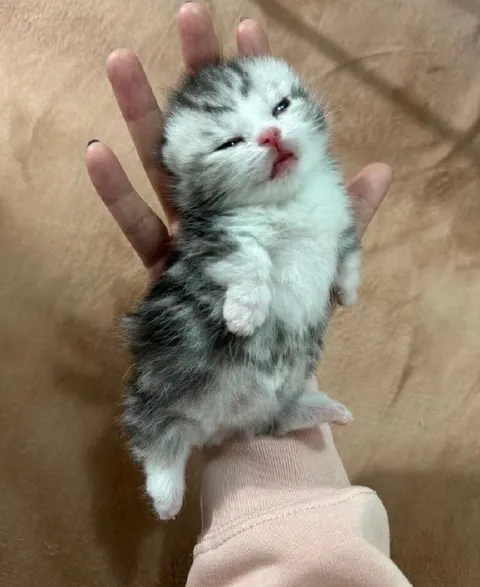Крошечный сонный котёнок